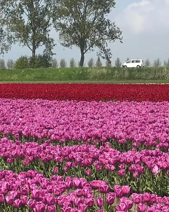 Voorjaar #anoiksi🌼🌺🌹🌷🌸💐 #tulpen #tulips #tulipes #louloudiapantou #flowers #spring#